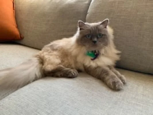 Sitter Profile Image: peta 
