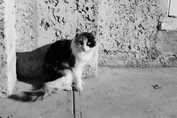Sitter Profile Image: Lucie 