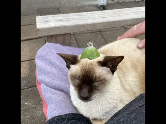 Sitter Profile Image: Puteri 