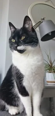 Owner Image