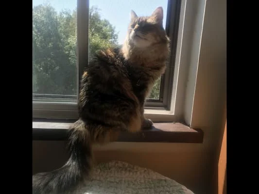 Sitter Profile Image: Athena 