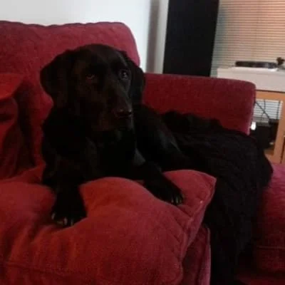 Sitter Profile Image: Carey 