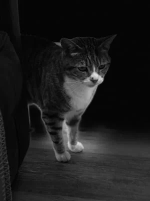 Sitter Profile Image: fiona 