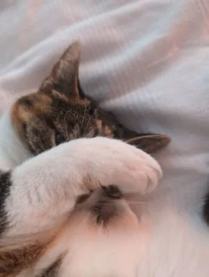 Sitter Profile Image: Cat 