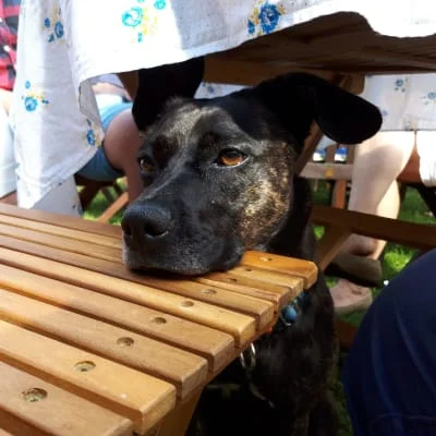 Sitter Profile Image: Malcolm & Sibilla 