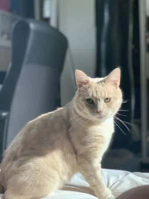 Sitter Profile Image: Vesta 