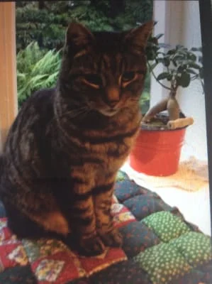 Owner Image