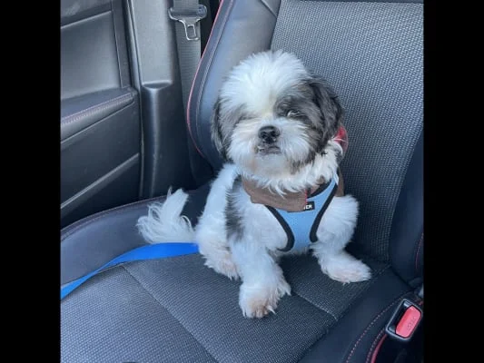 Sitter Profile Image: Felix 