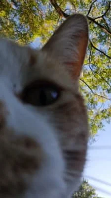 Sitter Profile Image: Timon 