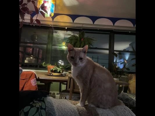 Sitter Profile Image: Rigel Angelina 