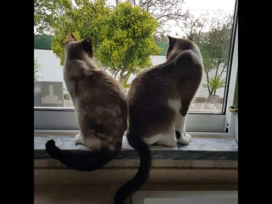Sitter Profile Image: Bea en Jaap 