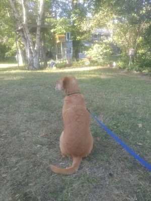Sitter Profile Image: Bron 