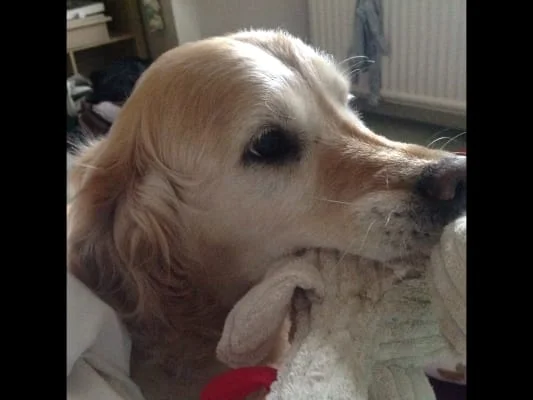 Sitter Profile Image: Sally Ann Taylor 