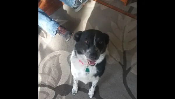 Owner Image