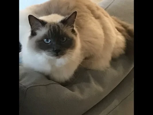 Sitter Profile Image: Pip 