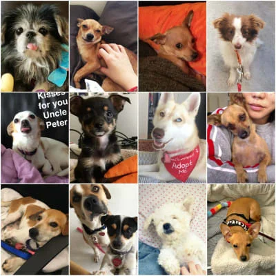 Sitter Profile Image: Jessie Wu 