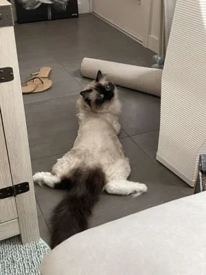 Sitter Profile Image: Lacou 