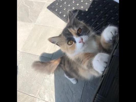 Sitter Profile Image: Megu 