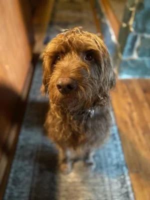 Owner Image