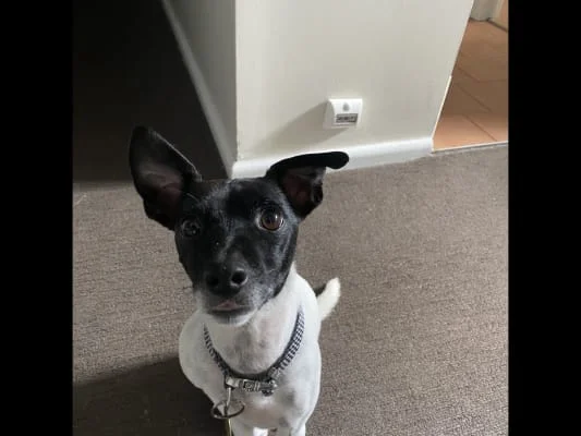 Sitter Profile Image: Ruby 