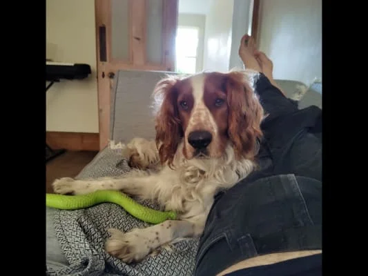 Sitter Profile Image: Alister 