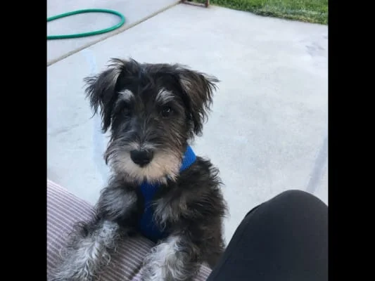 Sitter Profile Image: Billie 