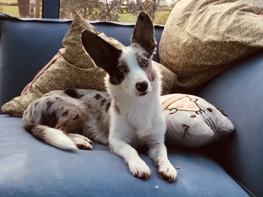 Sitter Profile Image: Sally Ann Taylor 