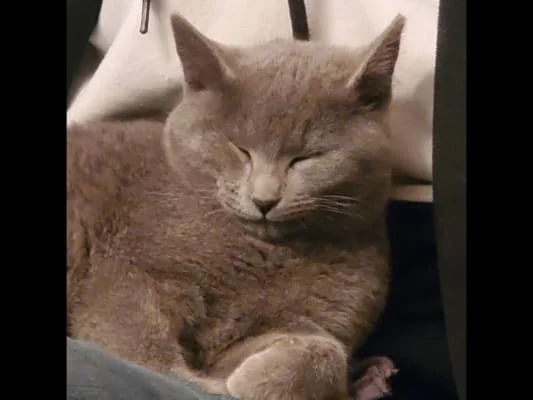 Sitter Profile Image: simond 