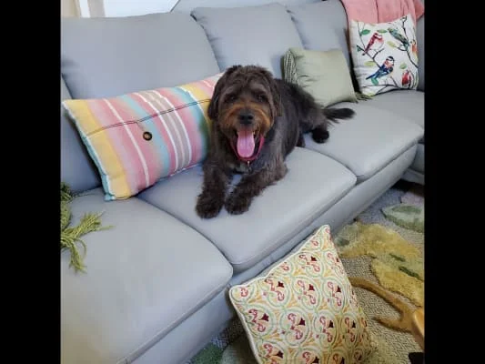 Sitter Profile Image: SIDNEY ROBERTA 