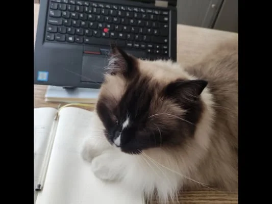 Sitter Profile Image: Jingyi 