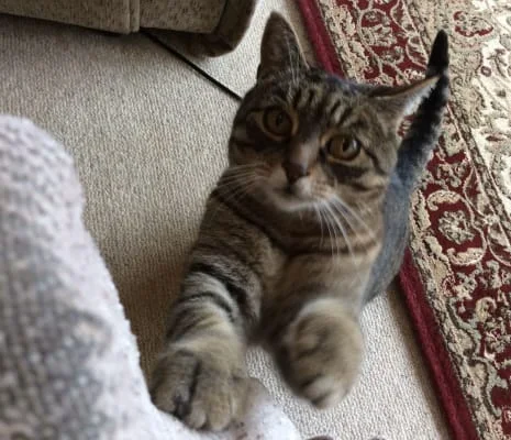 Sitter Profile Image: Peta 