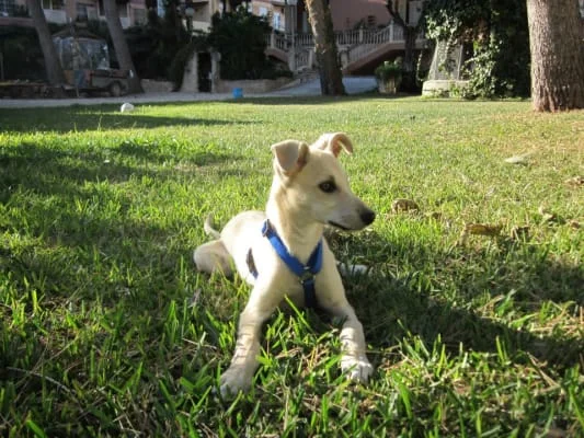 Sitter Profile Image: Antonio 