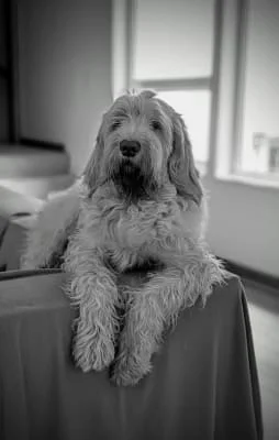 Sitter Profile Image: Dani 