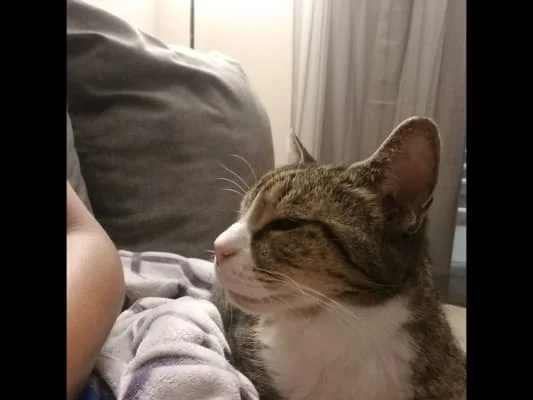 Sitter Profile Image: Kasuka 