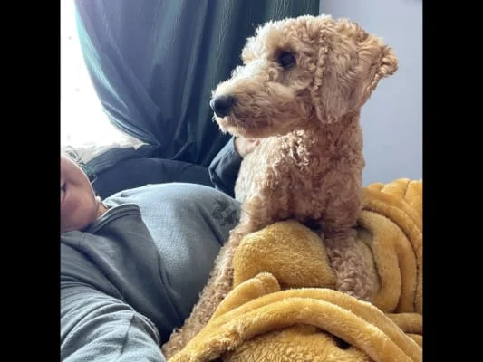 Sitter Profile Image: Lola 