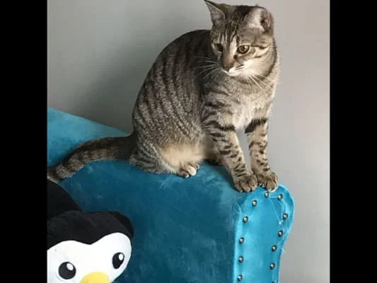 Sitter Profile Image: Brenda Lee 