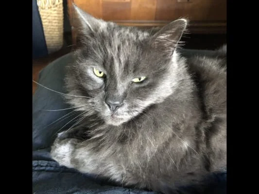 Sitter Profile Image: Terrie 