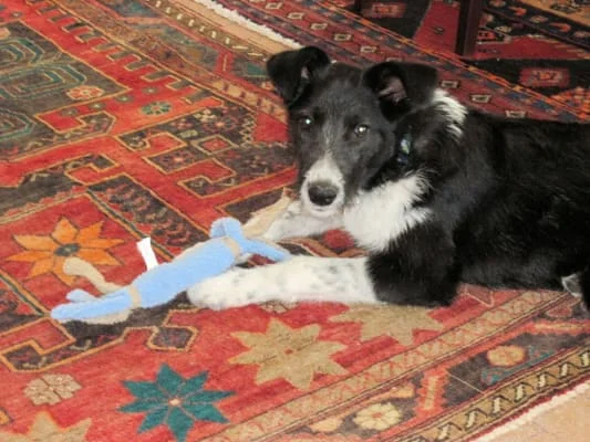 Owner Image