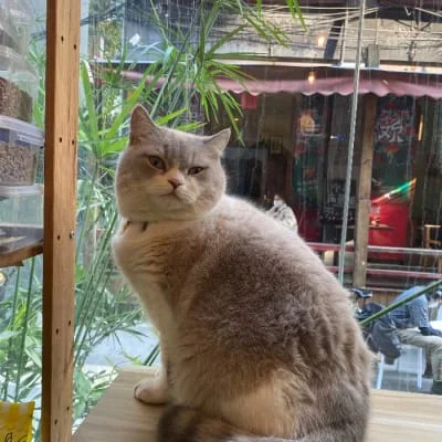 Sitter Profile Image: Qing 