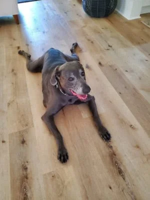 Sitter Profile Image: SIDNEY ROBERTA 