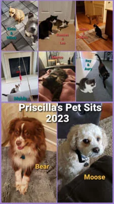Sitter Profile Image: PRISCILLA 