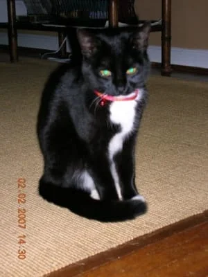 Owner Image