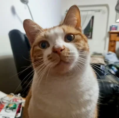 Sitter Profile Image: Timon 