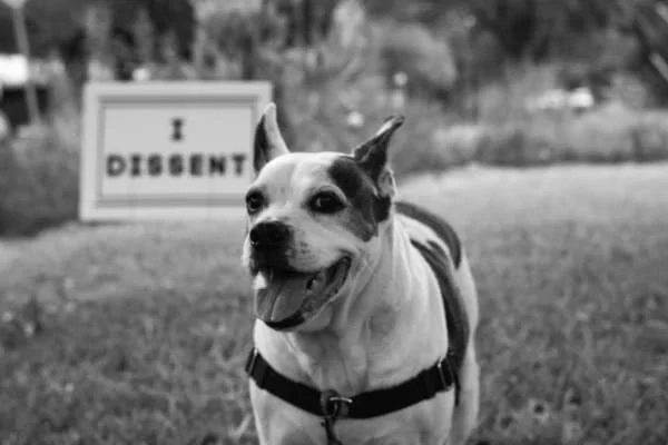 Sitter Profile Image: Discovery 