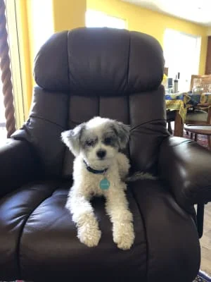 Owner Image