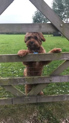 Sitter Profile Image: Arnold 