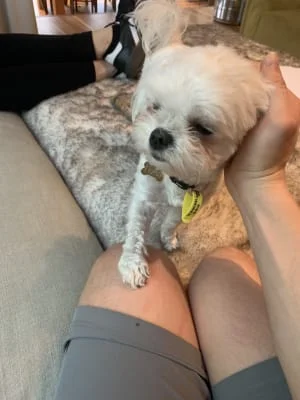 Sitter Profile Image: Lola 