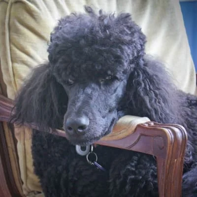 Sitter Profile Image: Liz & Harry 