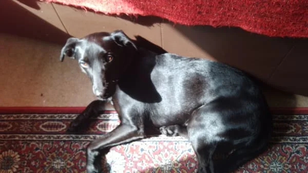 Sitter Profile Image: Iona 