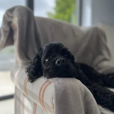 Sitter Profile Image: Hugo 